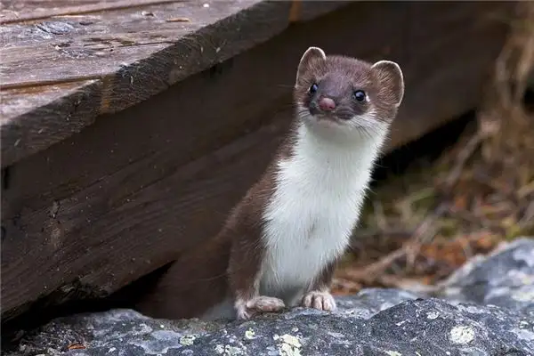 Dream Meaning of Seeing a Weasel - NuvoraDream - DreamDecode-DreamDecode