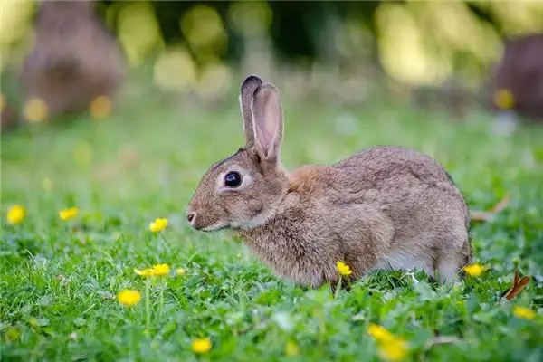 Dream of Rabbits Meaning - Nuvora Dream Interpretation - DreamDecode-DreamDecode