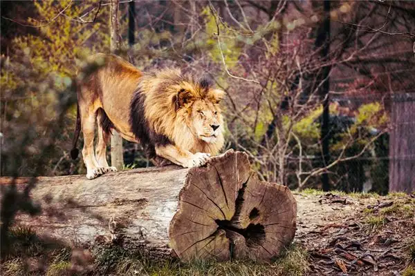 Dream Interpretation of Lions and Tigers - NuvoraDream - DreamDecode-DreamDecode