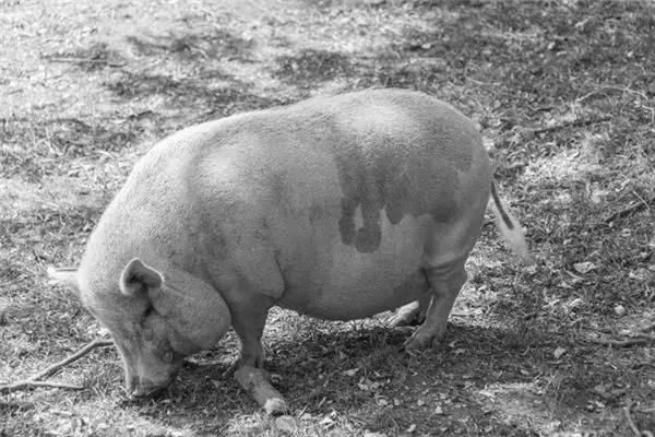 Dream of a Fat Pig Meaning - Nuvora Dream Interpretation - DreamDecode-DreamDecode