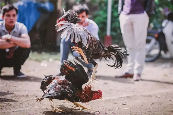 Dreaming of Rooster Fighting Meaning and Interpretation - NuvoraDream - DreamDecode-DreamDecode