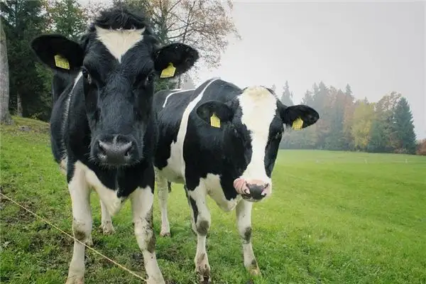 Dream Interpretation Two Bulls Fighting Meaning in Dreams
