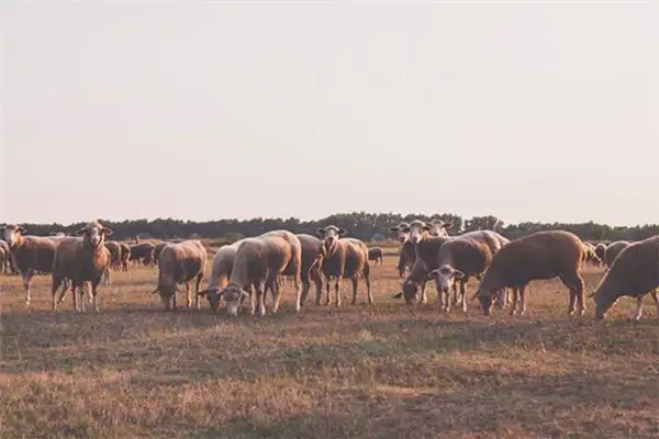 Dream of Cows and Sheep Meaning - NuvoraDream - DreamDecode-DreamDecode