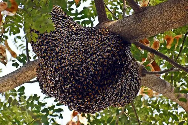Dreaming of Beehives Meaning and Interpretation - NuvoraDream - DreamDecode-DreamDecode