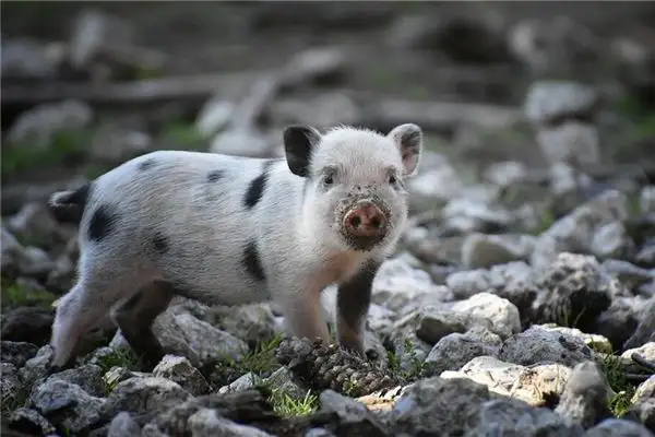Dreaming of Playing with Pigs Meaning and Interpretation - NuvoraDream - DreamDecode-DreamDecode