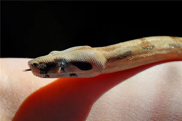 Dream Interpretation of Headless Snake - NuvoraDream - DreamDecode-DreamDecode