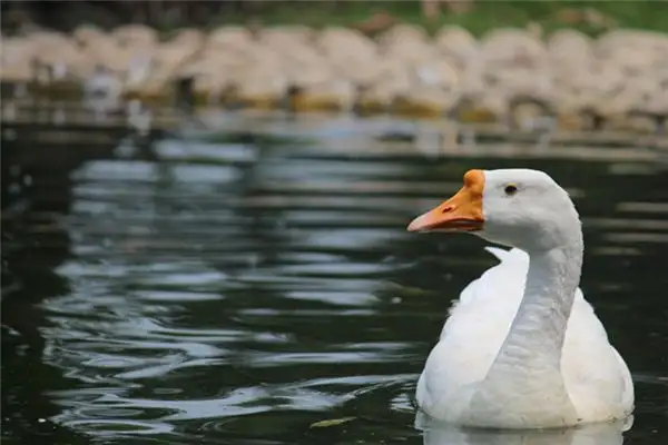 Dream of Goose Meaning - NuvoraDream Interpretation - DreamDecode-DreamDecode