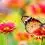 Dream Interpretation Butterfly Meaning in Dreams NuvoraDream