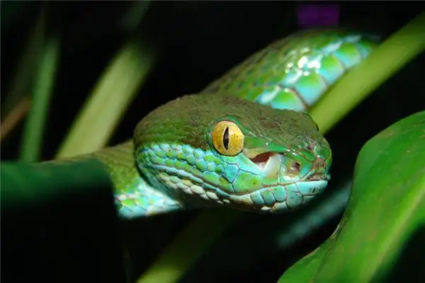 Dream Interpretation Catching a Snake Meaning on NuvoraDream - DreamDecode-DreamDecode