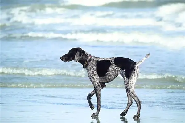 Dreaming of a Dog Wagging Its Tail Meaning and Interpretation - NuvoraDream