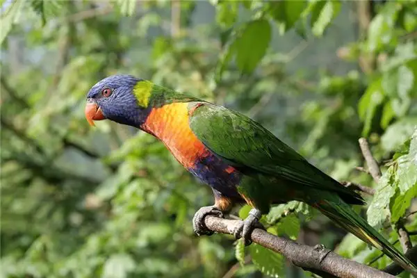 Dreaming of Parrots Meaning and Interpretation - NuvoraDream - DreamDecode-DreamDecode
