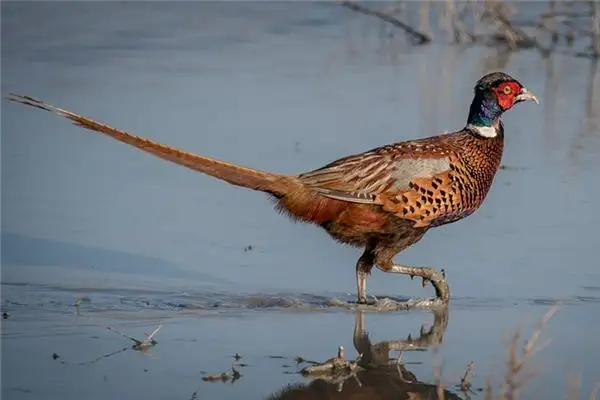 Dream of Pheasants Meaning - NuvoraDream Interpretation - DreamDecode-DreamDecode