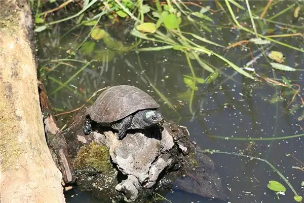 Dream Interpretation of Turtles in Your Sleep - NuvoraDream - DreamDecode-DreamDecode
