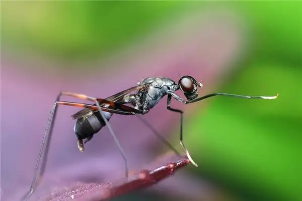 Dreaming of Ants Meaning and Interpretation - NuvoraDream - DreamDecode-DreamDecode
