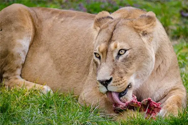 Dream Interpretation of Seeing Wild Animals - NuvoraDream - DreamDecode-DreamDecode