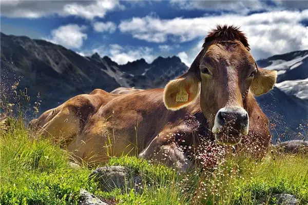 Dream Interpretation Killing a Cow Meaning and Symbolism - DreamDecode-DreamDecode