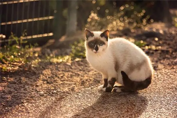 Dream Interpretation Dead Cat Meaning - NuvoraDream