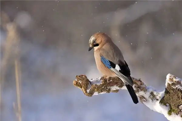 Dreaming of a Robin Meaning and Interpretation - NuvoraDream - DreamDecode-DreamDecode
