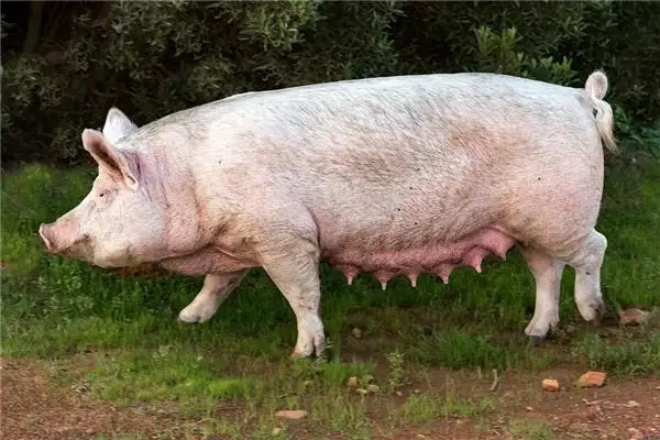 Dream Interpretation of a Pig as Big as an Ox Entering Your House - NuvoraDream