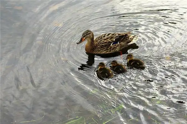 Dream of Wild Ducks Meaning - NuvoraDream - DreamDecode-DreamDecode