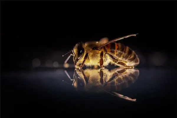 Dream Interpretation of Being Stung by a Bee - NuvoraDream - DreamDecode-DreamDecode