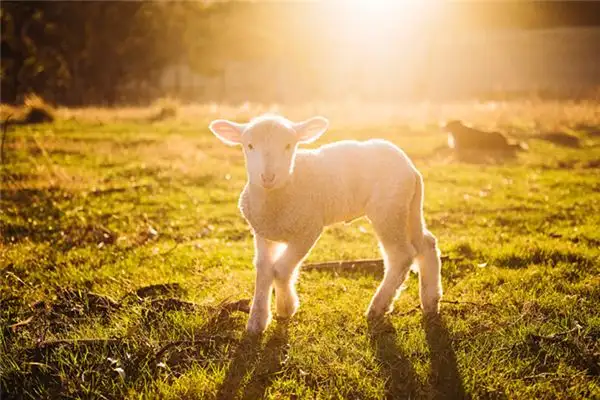 Dream of Lambs Meaning and Interpretation - NuvoraDream - DreamDecode-DreamDecode