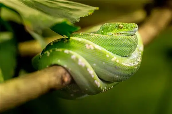 Dream of a Coiled Snake Meaning and Interpretation - DreamDecode-DreamDecode