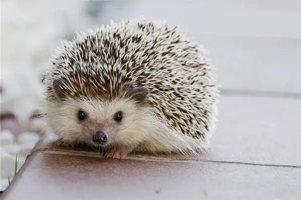 Dreaming of Hedgehogs and Porcupines Meaning - NuvoraDream - DreamDecode-DreamDecode