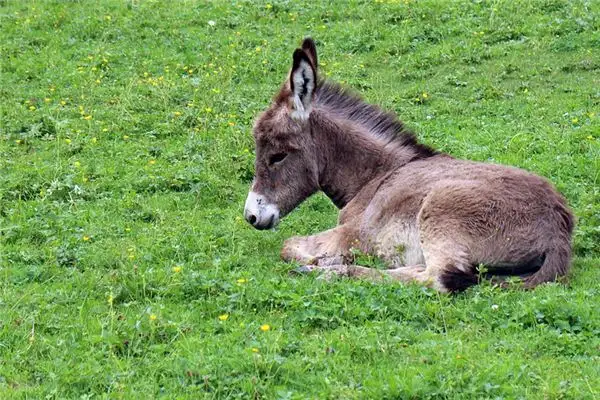 Dream of a Donkey Meaning and Interpretation - NuvoraDream - DreamDecode-DreamDecode