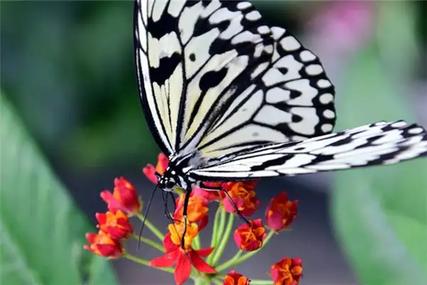 Dream of White Butterfly Meaning and Interpretation - NuvoraDream - DreamDecode-DreamDecode