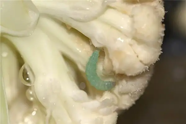 Dreaming of Green Caterpillars Meaning and Interpretation - NuvoraDream - DreamDecode-DreamDecode