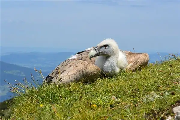Dream of Vultures Meaning - Nuvora Dream Interpretation - DreamDecode-DreamDecode