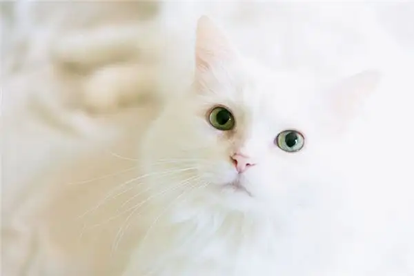 Dream of White Cat Meaning - NuvoraDream - DreamDecode-DreamDecode