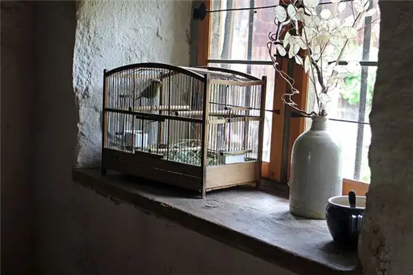 Dream Interpretation of a Bird in a Cage at NuvoraDream - DreamDecode-DreamDecode