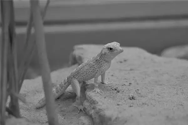 Dreaming of a Gecko Meaning and Interpretation - NuvoraDream - DreamDecode-DreamDecode