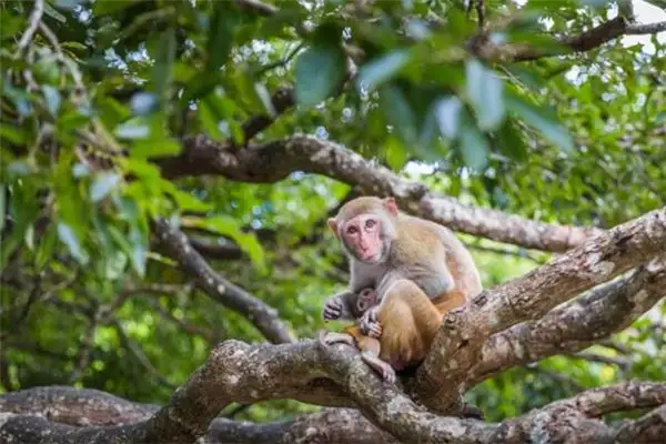 Dreaming of Monkeys Meaning and Interpretation - NuvoraDream - DreamDecode-DreamDecode