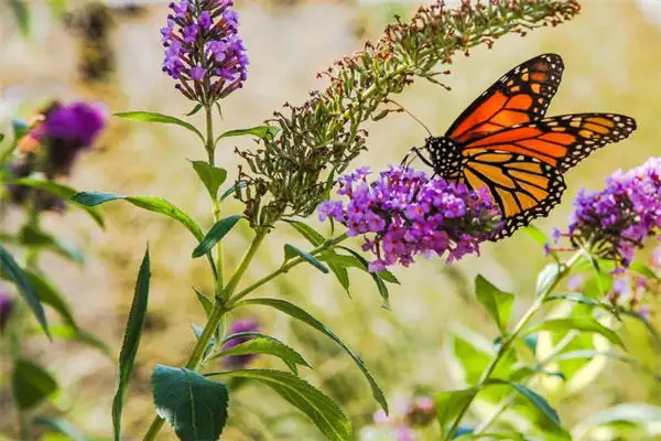 Butterfly Flying Among Flowers Dream Meaning - NuvoraDream - DreamDecode-DreamDecode