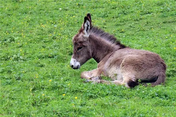 Dream Interpretation of Being Kicked by a Donkey - NuvoraDream - DreamDecode-DreamDecode