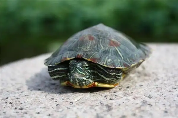 Dream Interpretation Hitting a Turtle with a Stone NuvoraDream - DreamDecode-DreamDecode