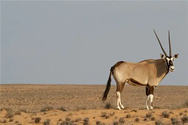 Dream of Tibetan Antelope Meaning and Interpretation NuvoraDream - DreamDecode-DreamDecode