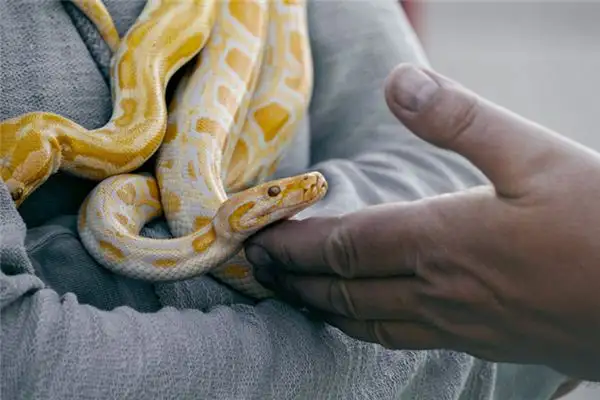 Dream Interpretation Snake Swimming in Water NuvoraDream - DreamDecode-DreamDecode