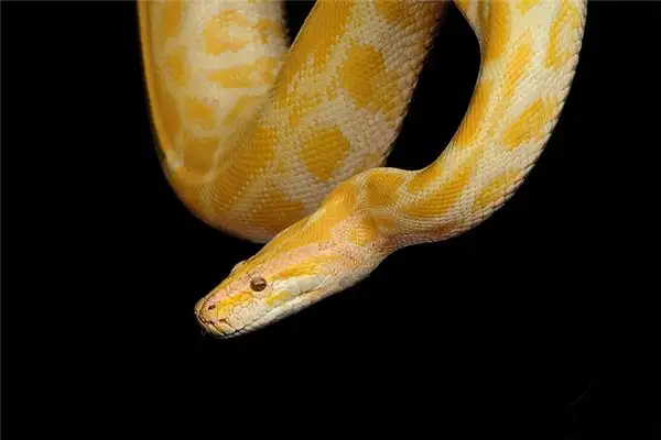 Dream of Golden Python Meaning and Interpretation - NuvoraDream - DreamDecode-DreamDecode