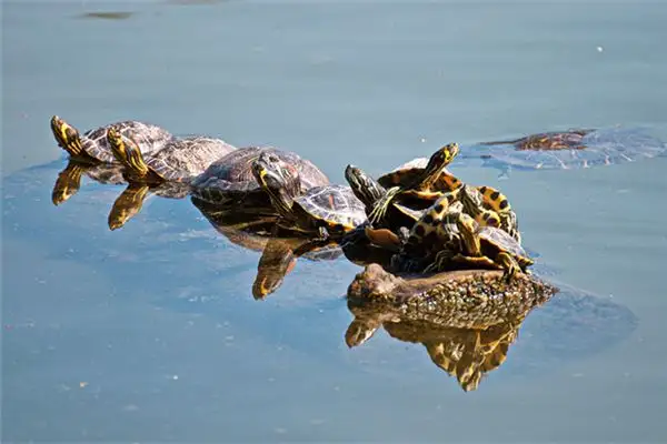 Dream of a Turtle Meaning and Interpretation - NuvoraDream - DreamDecode-DreamDecode
