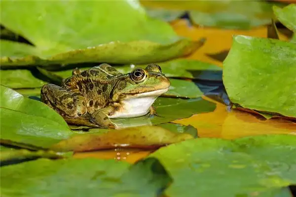 Dreaming of Frogs Meaning and Interpretation - NuvoraDream