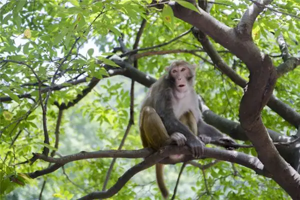 Dream Interpretation of Monkeys in Different States on Nuvoradream - DreamDecode-DreamDecode