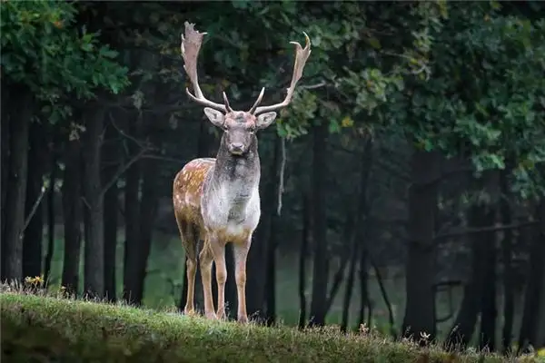 Dream Interpretation Deer Meaning in Dreams NuvoraDream - DreamDecode-DreamDecode