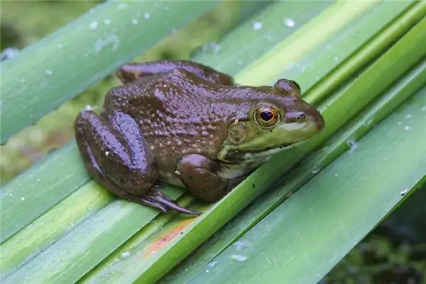 Dream Interpretation of Bullfrogs - NuvoraDream - DreamDecode-DreamDecode