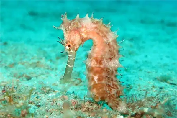 Dream of Seahorse Meaning and Interpretation - NuvoraDream - DreamDecode-DreamDecode