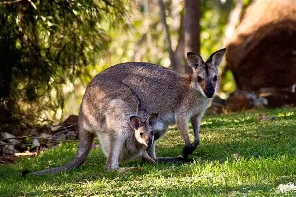 Dreaming of Kangaroos Meaning and Interpretation - NuvoraDream - DreamDecode-DreamDecode