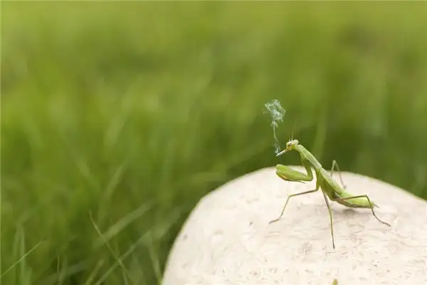 Dreaming of a Praying Mantis Meaning and Interpretation - NuvoraDream - DreamDecode-DreamDecode